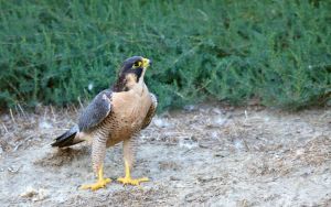 Faucon pèlerin Falco peregrinus (Francis Burst)