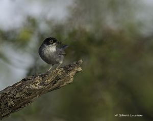 Fauvette mélanocéphale Sylvia melanocephala (Gilbert Lacassin)