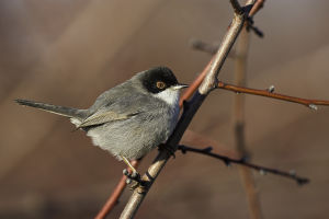 Fauvette mélanocéphale Sylvia melanocephala (Gilbert Lacassin) 