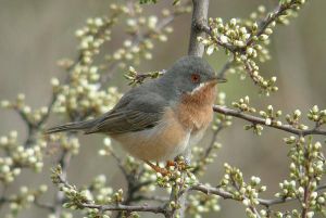 Fauvette Passerinette Sylvia cantillans (V.Palomares)