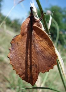 Feuille morte du Chêne Gastropacha quercifolia (Daniel BIZET)