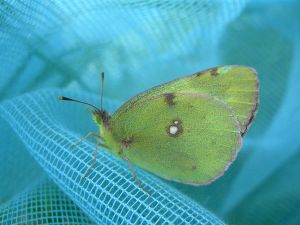 Fluoré (Colias alfacariensis) : Geoffrey MONCHAUX