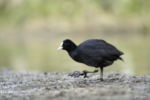 Foulque macroule Fulica atra (G. Lacassin)