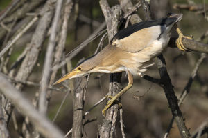 Blongios nain Ixobrychus minutus (Gilbert Lacassin)