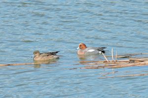 Canard siffleur Anas penelope (Georges Olioso )