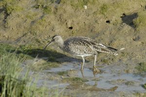 Courlis corlieu (Numenius phaeopus (Georges Olioso) 