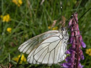 Gazé (Aporia crataegi) : Daniel BIZET