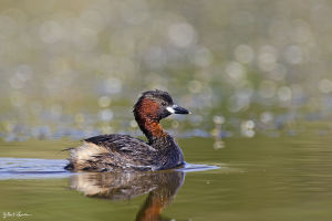 Grèbe castagneux Tachybaptus ruficollis (Gilbert Lacassin) 