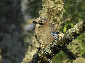 Geai des chênes Garrulus glandarius (Gilbert Lacassin)