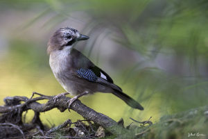 Geai des chênes Garrulus glandarius (Gilbert Lacassin)