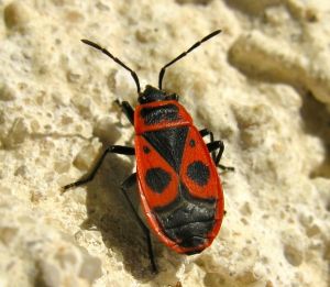 Gendarme ou pyrrhocore (Pyrrhocoris apterus) : Michèle CARRE