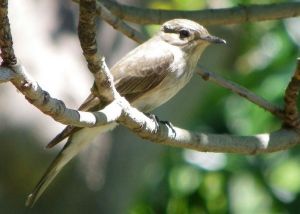 Gobemouche gris Muscicapa striata  (Marie José Valero)