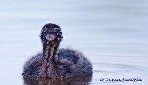 Grèbe castagneux Tachybaptus ruficollis (Gilbert Lacassin)