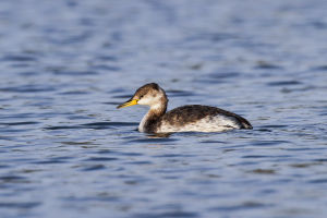 Grèbe jougris Podiceps grisegena  (S.Meriotte) 