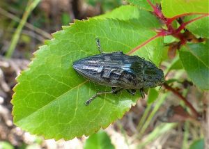 Grand Bupreste du pin (Calcophora mariana) : Michèle CARRE