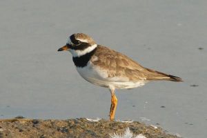 Grand gravelot Charadrius hiaticula  (Pma)