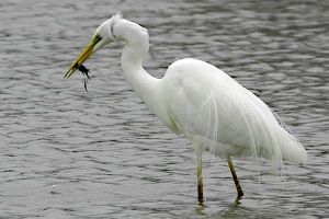 Grande aigrette Ardea alba  (Christian Testaniere)