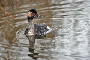 Grebe à cou noir Podiceps nigricollis (Jean Pierre Trouillas)