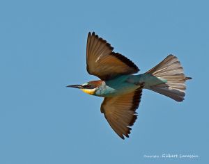 Guêpier d'Europe Merops apiaster (Gilbert Lacassin)