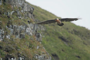 Gypaète barbu Gypaetus barbatus (Patrick Gauthier)