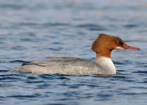 Harle Bievre Mergus merganser (Christophe Grousset)