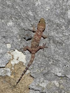 Hémidactyle verruqueux (Hemidactylus turcicus) : Geoffrey MONCHAUX