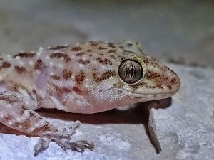 Hémidactyle verruqueux (Hemidactylus turcicus) :  Geoffrey MONCHAUX