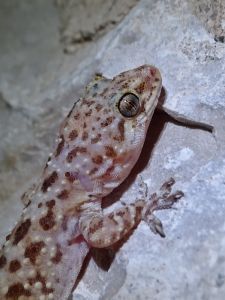 Hémidactyle verruqueux (Hemidactylus turcicus) :  Geoffrey MONCHAUX