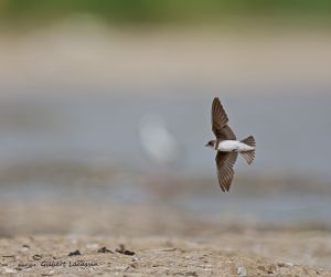 Hirondelle de rivage Riparia riparia (Gilbert Lacassin)