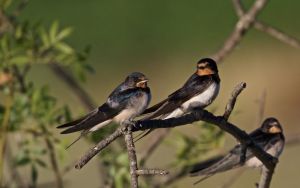 Hirondelle rustique Hirundo rustica (Francis Burst)