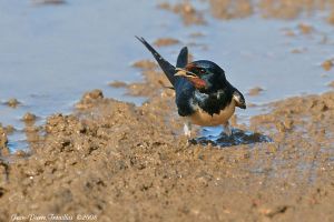 Hirondelle rustique Hirundo rustica  (Jean Pierre Trouillas)