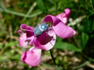 Hoplie bleue (Hoplia coerulea) : Michèle CARRE