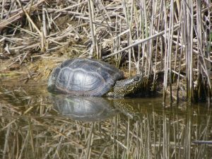 Cistude d'Europe (Emys orbicularis) : Geoffrey MONCHAUX