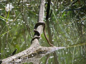 Couleuvre vipérine (Natrix maura) : Geoffrey MONCHAUX