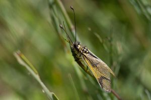 Ascalaphe ambré (Libelloides longicornis) : Marie-José VALERO