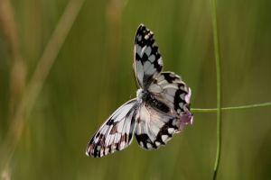 Echiquier ibérique (Melanargia lachesis) : Marie José Valero