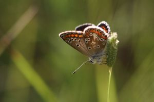 Collier de corail (Aricia agestis) : Marie José Valero