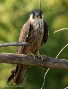 Faucon d'Eléonore Falco eleonorae (David Roux) 