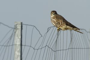 Faucon émerillon Falco columbarius (Alain Balthazard) 