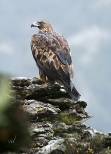 Aigle royal Aquila chrysaetos (Vincent Decorde)