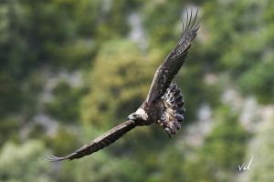 Aigle royal Aquila chrysaetos (Vincent Decorde)