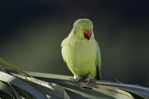 Perruche à collier Psittacula krameri (Jean-Claude Wolles) 