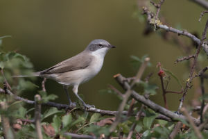 Fauvette babillarde Sylvia curruca (Jean-Marie Poncelet)