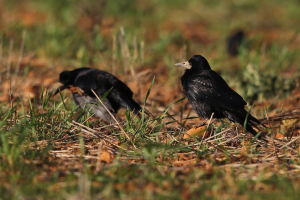 Corbeau freux Corvus frugilegus (Jean-Marc)