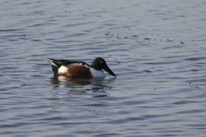 Canard souchet Anas clypeata (Jean-Pierre.Trouillas)