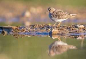 écasseau de Temminck Calidris temminckii (Julien Pinaud)