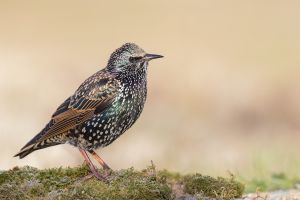 Etourneau sansonnet Sturnus vulgaris (Julien Pinaud)