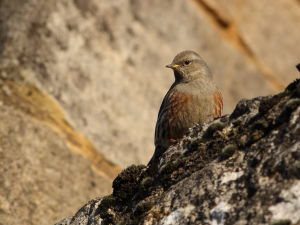 Accenteur alpin Prunella collaris (Julien Pinaud) 