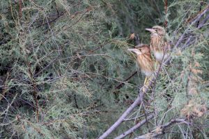 Blongios nain Ixobrychus minutus (Julien Pinaud)