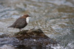 Cincle plongeur Cinclus cinclus (Julien Pinaud)